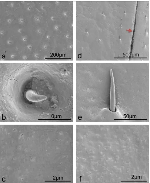 Figure 1. SEM images of microstructures and setae on the two desert beetle elytral surfaces