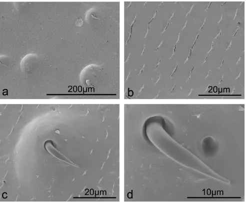 Figure 2. SEM images revealing setae protruding from raised bumps on the surface, with fold-like microstructures on the plant leafbeetle elytra Anomala sp.doi:10.1371/journal.pone.0046710.g002