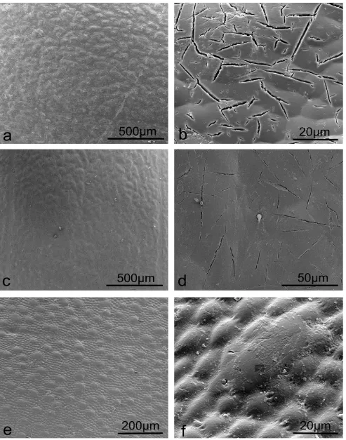 Figure 3. SEM images revealing micro cracks and bumps on the dung beetle elytral surfaces