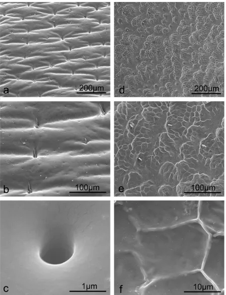 Figure 4. SEM imaging microstructures, setae and secretion pores of the semi-aquatic beetle elytral surfaces