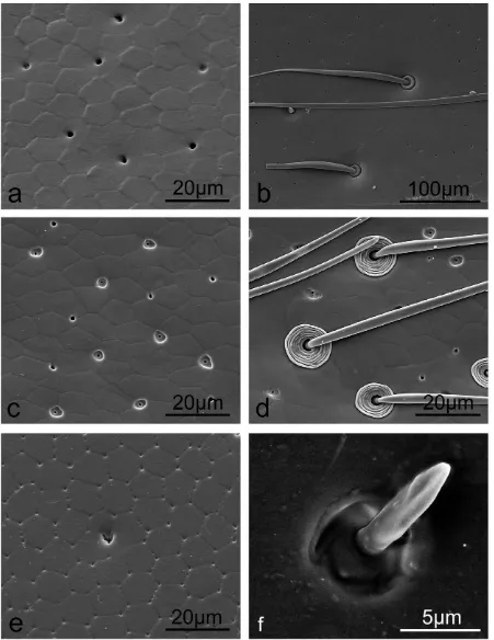 Figure 5. SEM images of aquatic beetle elytra show hexagonally-shaped scale like microstructures, secretion pores and setae ofvarious dimensions