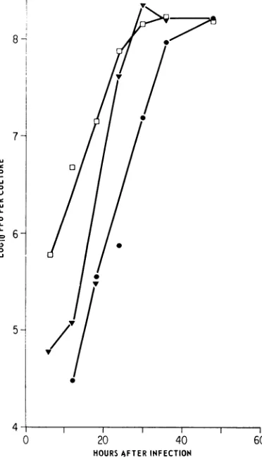 FIG. 6.actinomycincultures;0.4uninfeccycle.AtwasatV,onture.werewith various RNA I Effect of UV irradiation or aclinomycin D synthesis of infected ME cells when applied times during the polyoma virus replication Polyoma-infected and uninfected ME cultures e