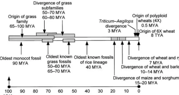 Figure 1.—Grasses as a single genetic systemand recent coevolutionary history of cereals and