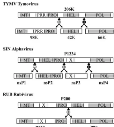FIG. 12. Comparison of the expression strategies and regulation ofreplication of different members of the alpha-like supergroup of vi-