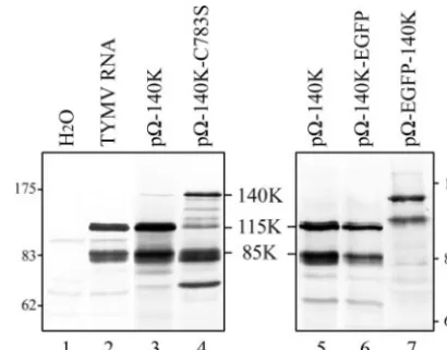 FIG. 1. Schematic representation of the genomic organization ofTYMV RNA. The open bars denote viral ORFs
