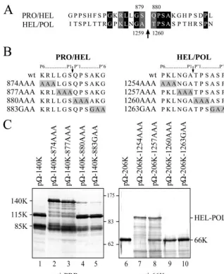 FIG. 4. Mutagenesis of the proposed cleavage site generating the 115K protein. (A) Amino acid sequence alignment of the PRO/HEL andHEL/POL cleavage sites