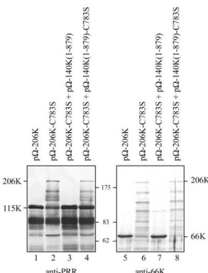 FIG. 8. Effects of cleavage site mutations on 206K proteolytic pro-cessing. (A) Schematic representation of the 206K protein and mu-