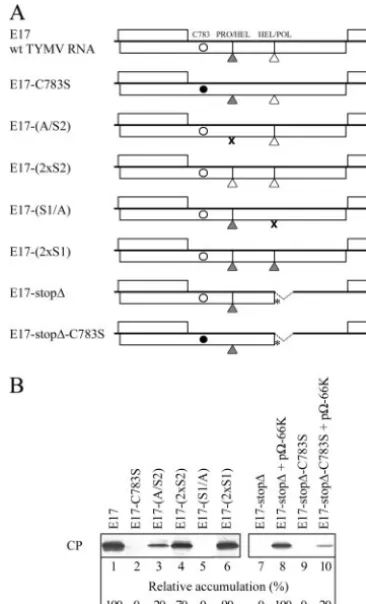 FIG. 10. Effects of cleavage site mutations on RNA synthesis. Ara-bidopsistranscripts, alone or in combination with expression vectors as indi-cated