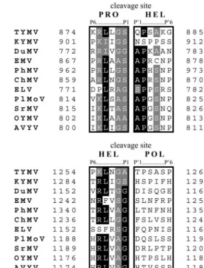 FIG. 11. Analysis of tymovirus cleavage sites. Protein sequences atthe putative PRO/HEL (top) and HEL/POL (bottom) cleavage sites of