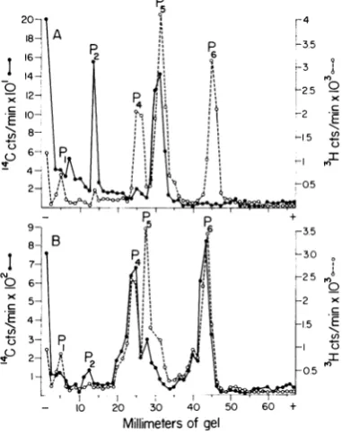 FIG. 6.forphoresedp3H-proteinsdeoxycholateonthetrifugationofwith -1.32 the the Electropherograms of 14C-proteins extracted 8 mr ureafrom VS virion components degraded with and fractionated by CsCl density cein- under the same conditions as in Fig