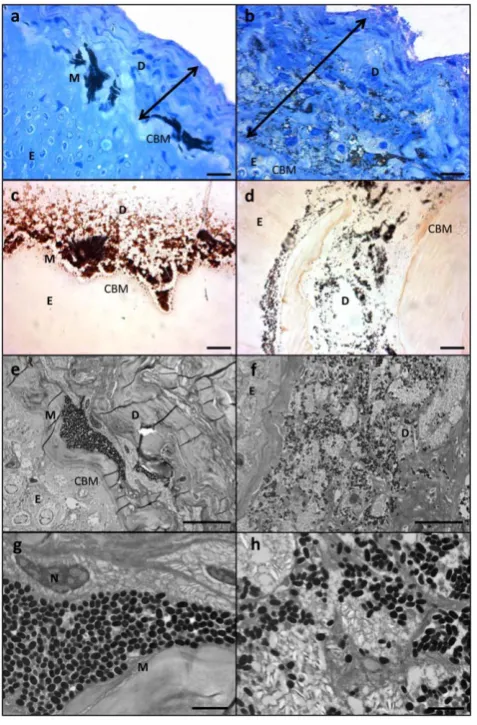 Figure 4. Histological section of LR white resin embeddedsamples of healthy and diseasedscale bars for (g) and (h) = 2Healthy section stained with toluidine blue; b) lesion stainedwith toluidine blue; c) healthy section stained with melaninspecific stain M