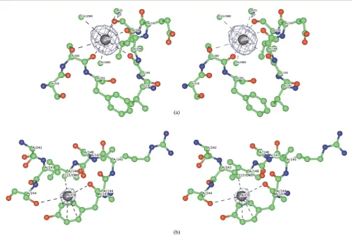 Fig. 2Change of electrostatic potential of the protein surface. Red areas have a negative potential, blue areas a positive potential, white areas aresurface were computed using CCP4MG.neutral