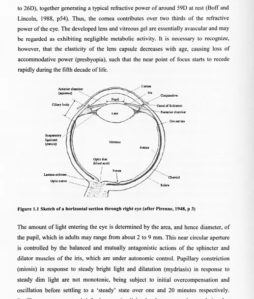 Figure 1.1 Sketch of a horizontal section through right eye (after Pirenne, 1948, p 3) 