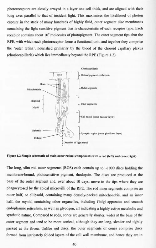 Figure 1.2 Simple schematic of main outer retinal components with a rod (left) and cone (right) 