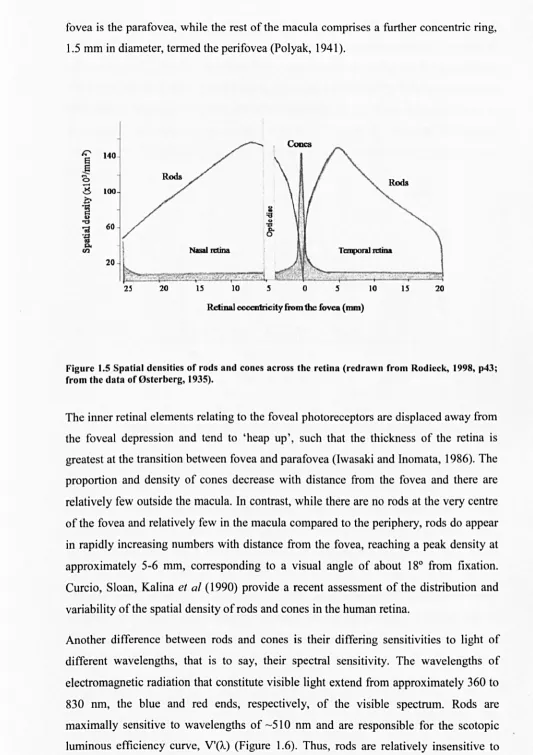 Figure 1.5 Spatial densities of from the rods and cones across the retina (redrawn from Rodieck, 1998, p43; data of 0sterberg, 1935)