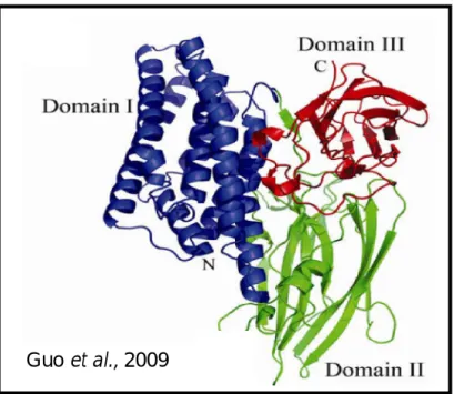 Figure  1.1:  3-D  crystal  structure  of  Cry8Ea  determined  at  2.20Ǻ  (PBD  ccode: 