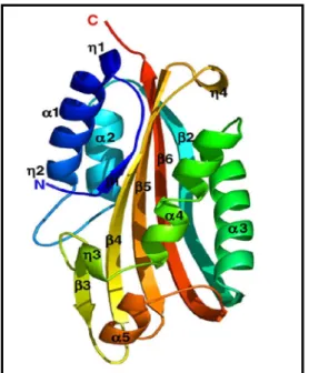 Figure 1.2: Crystal structure of a monomer of Cyt2Ba determined at 1.80Ǻ (PDB  code: 2RCI)