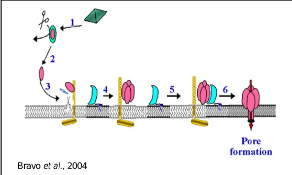 Figure 1.3: Model of the mode of action of Cry1A toxins              1: Crystal toxin solubilisation 