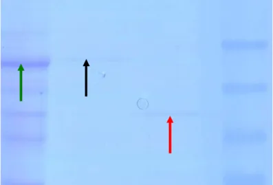 Figure  3.5:  Expressed  Cry1Ie  and  its  alkaline  solubility  and  trypsin  activation  characterisation