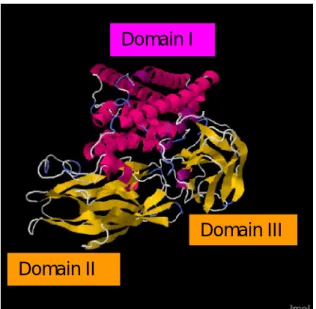 Figure  3.15:  SWISS-MODEL  predicted  3D  structure  of  Cry1Ie.  Domain  I  is  coloured red while domains II and III are coloured gold 
