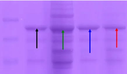 Figure 3.20: Gel picture of expressed Y442H, A522V and Y442H+A522V. Lane  1: Protein molecular weight marker, Lane 2: 81kDa wild type Cry1Ie (pointed by  black arrow),  Lane  3: 81kDa  Y442H  mutant (pointed by  green  arrow),  Lane  4: 