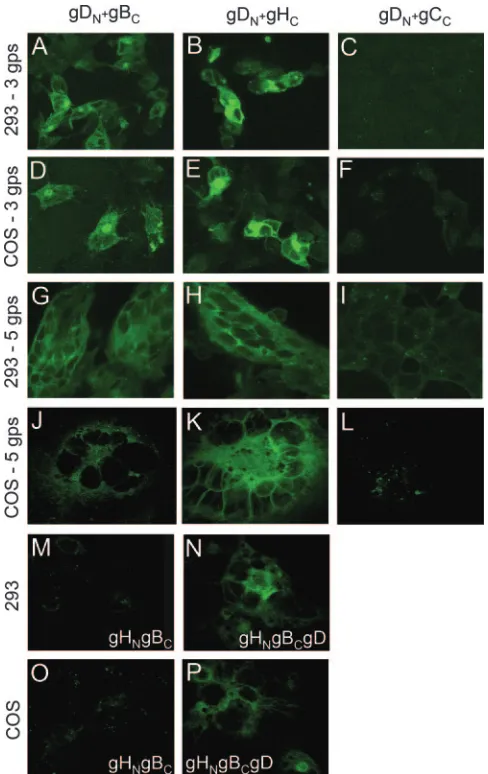 FIG. 2. EGFP CA between gD�NectC (C, G, H, M, Q, and R), gDN�gHc (U to Z). (A to D, K to N, U, and X) CA