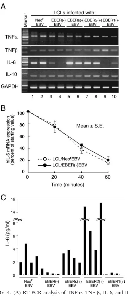 FIG. 4. (A) RT-PCR analysis of TNF-�, TNF-�, IL-6, and IL-10expression in LCLs infected with recombinant EBVs