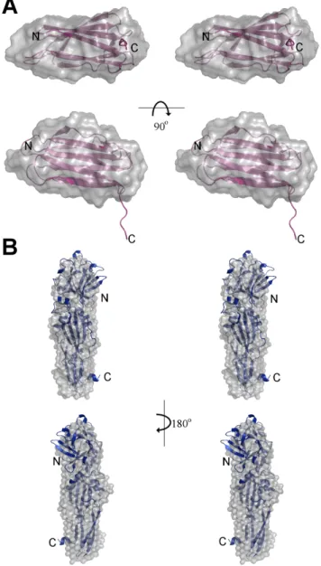 Figure 4. Stereogram of SAXS shapes of Cry34Ab1 and trCry35Ab1. (A) The SAXS calculated envelope of Cry34 matches closely to the crystal structure
