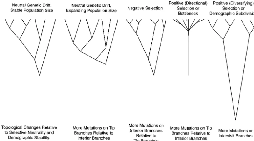 Figure 4.—Expected haplotype tree topologies under various selective and demographic models (redrawn fromHolmes Page and 1998).