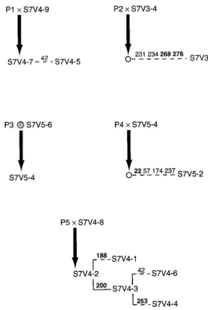 Figure 2.—The statistically signiﬁcant (nation and/or gene conversion events inferred for subject 7.A total of ﬁve events were detected: four recombination events(conversion event (A thick, solid arrow points to the product of recombinationand/or gene conv