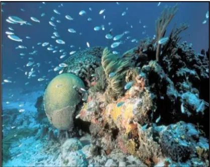 Figure 2.4. Coral head within one of BNP‟s many coral reefs (BNP). 