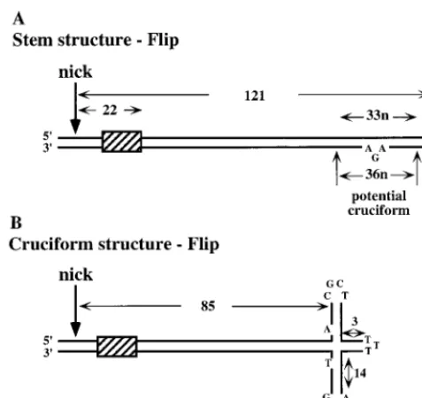 FIG. 1. Structure of the right-hand hairpin. (A) The 5�MVM displayed as a simple duplex stem structure, in the ﬂip conﬁguration