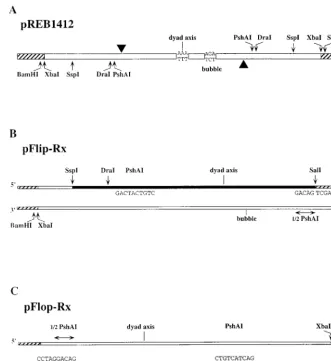 FIG. 2. Derivation and structures of plasmids used for generating the hairpin substrates