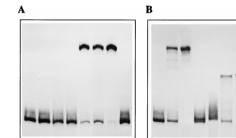 FIG. 3. (A) NS1 can nick the right-hand origin only in the presence of a host-end-labeled right-hand hairpin origin probe in the ﬂip orien-S100 extract alone (lane 3) in the presence of ATP