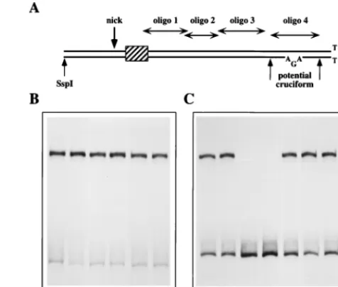 FIG. 5. Duplex DNA sequences from the origin do not compete for theHeLa factor, but long complex single-stranded DNA will inhibit nicking