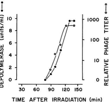 FIG. 1.cultures(10 Appearance of depolymerase and phage 2 in of strain B after induction by UV irradiation ,lw per cm2, 20 sec).