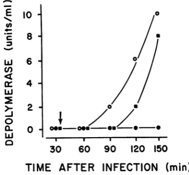 FIG. 9.jug/mi)infected90various min Appearance of depolymerasein phage 2- BI cultures treated with chloramphenicol at times after infection