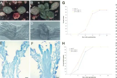 Figure 2.—Shoot apicalmeristem activity in ult1 stm-