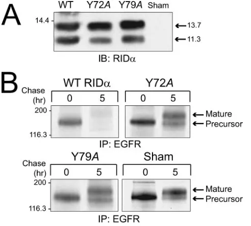 FIG. 7. Effect of Y72A and Y79A point mutations on RID�pression and function in mammalian cells