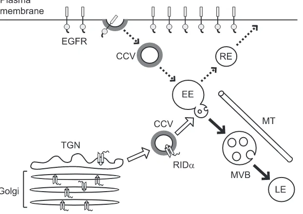 FIG. 8. Summary model. Data presented in this study suggest that newly synthesized RID�(open arrows) where it encounters EGFRs undergoing constitutive recycling to the plasma membrane (dashed arrows)