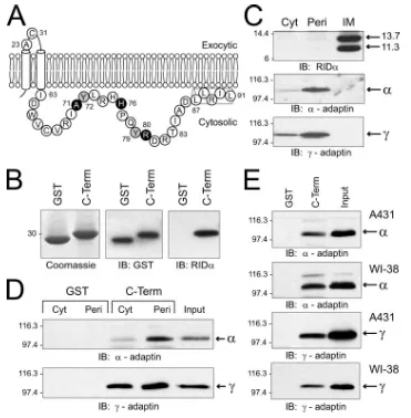 FIG. 1. Binding of RID�sequence (in single-letter code) of the carboxyl terminus (Ile63-Leu91) that was linked to GST for expression in cytosolic tail to AP complexes