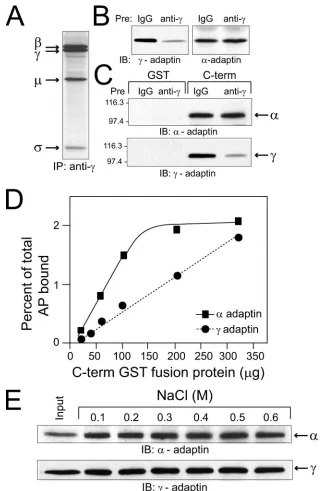 FIG. 3. Lack of competition between AP-1 and AP-2 for RID�secondary antibodies after an initial incubation with primary antibodies tocomplexes comprised ofmetabolically labeled withThe amount of bound protein was calculated as a percentage of total adaptin