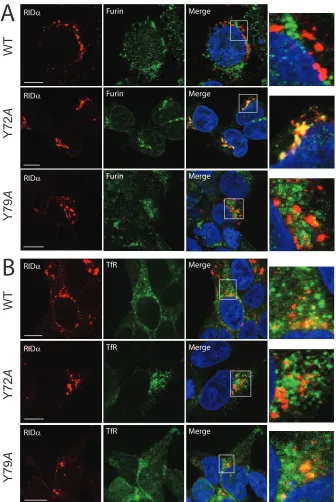 FIG. 4. Colocalization of wild-type (WT), Y72A, and Y79A RID�wild-type, Y72A, or Y79A mutant proteins were costained with antibodies to the FLAG-tagged viral protein (red channel) and to the TGN markerfurin (A) or the endocytic marker TfR (B) (green channe