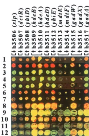 Figure 2.—Thealigned genome images. Rows correspond to different experi-ments and columns indicate the genes in the portion of theimages shown (b numbers and gene names)