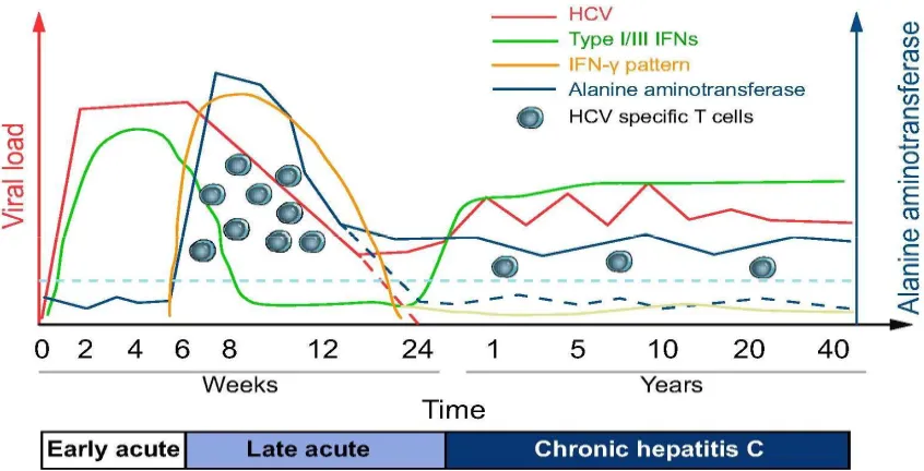 Figure 3. Course of HCV infection. Adapted from Heim and Thimme, 2014 (82) 