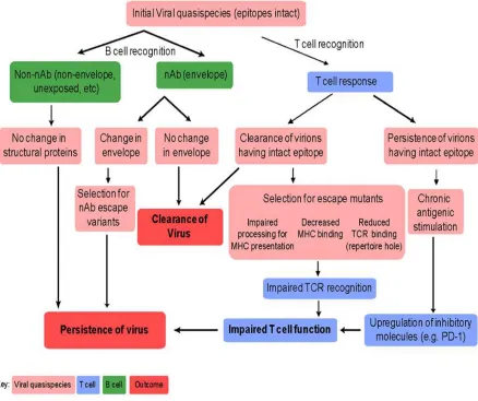 Figure 5. Mechanisms of evasion of adaptive immune response by HCV. Adapted 