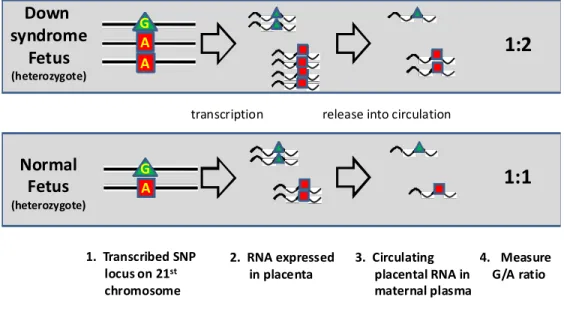 Figure 9.8.2-1.  Schematic showing how the RNA SNP allelic ratio method of  aneuploidy detection