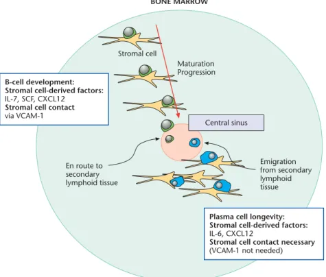 Figure 2 Maturation and migration of developing B cells. B cells develop from haematopoietic stem cells found in the periphery of the bone marrow.