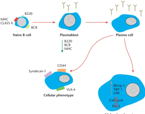 Figure 3 Schematic of plasma cell development and resultant phenotype. Naive B cells stimulated with antigen form antibody-secreting, proliferation- proliferation-capable plasmablasts