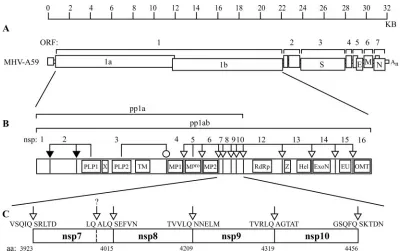 FIG. 1. MHV genome organization, proteolytic processing of the replicase polyproteins, and putative cleavage sites of nsp7 to nsp10